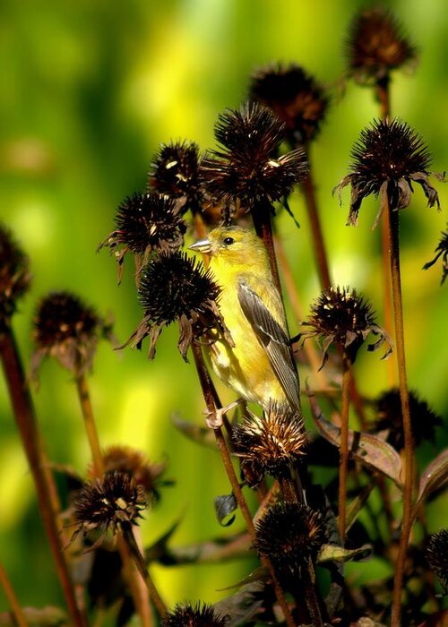 American Goldfinch Greeting Card featuring the photograph I am a Flower Stalk Do You See Me by Carol Montoya
