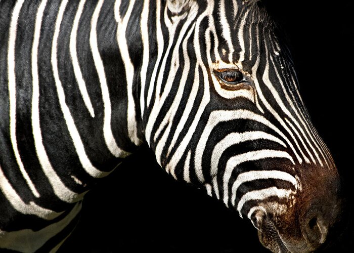 Zebra Greeting Card featuring the photograph I Am A Zebra by Miroslava Jurcik