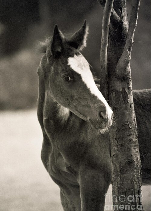 Foal Greeting Card featuring the photograph I Am So Innocent by Ang El