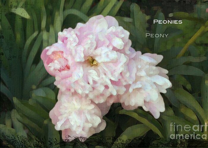 Peony Greeting Card featuring the photograph I Cry for you My Peonies by Rosemary Aubut