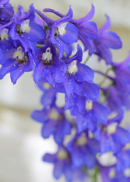 Delphinium Greeting Card featuring the photograph I Got the Blues by Ruth Kamenev