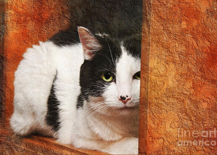 Cat Greeting Card featuring the photograph I Have My Eye On You by Andee Design