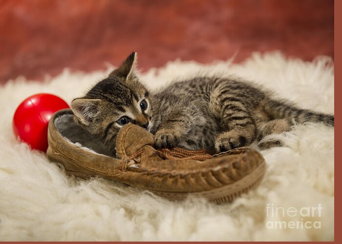 Kitten Greeting Card featuring the photograph I Haz Shoe by Louise St Romain