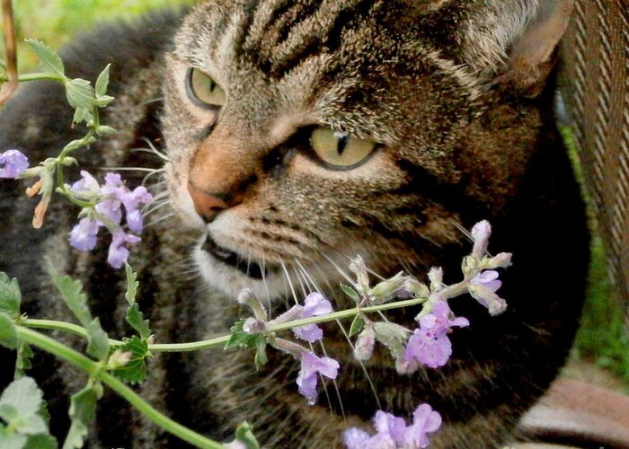 Herbs Greeting Card featuring the photograph I Love Catnip My Mommy Grows For Me by Eunice Miller