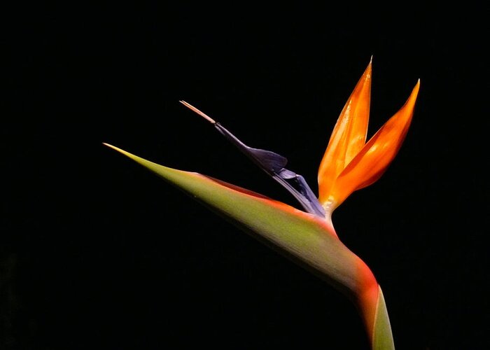 Bird Of Paradise Greeting Card featuring the photograph I love you too by Evelyn Tambour