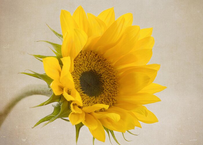 Sunflower Greeting Card featuring the photograph I See Sunshine by Kim Hojnacki