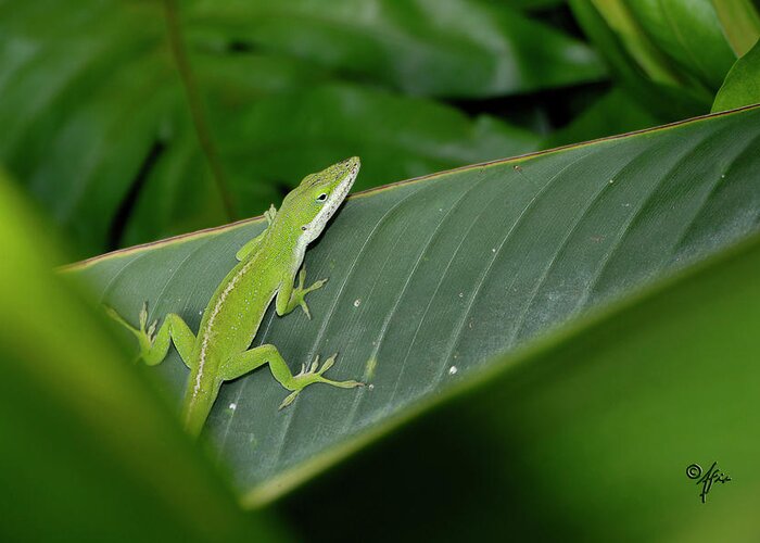 Gecko Greeting Card featuring the photograph I See U by Arthur Fix