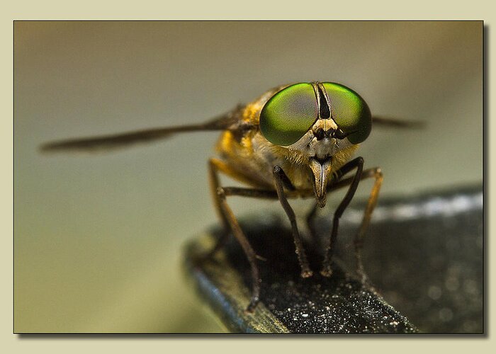 Flies Greeting Card featuring the photograph I see you 001 by Kevin Chippindall