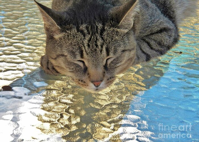 Cat Greeting Card featuring the photograph I Sleep on Water by Judy Via-Wolff