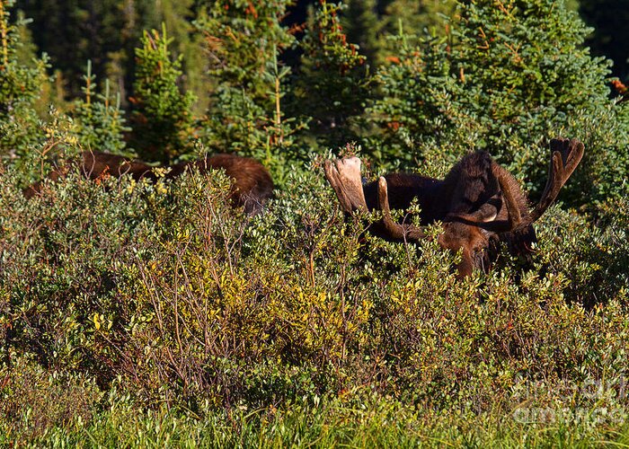 Bull Moose Print Greeting Card featuring the photograph I Think we Lost them Butch by Jim Garrison