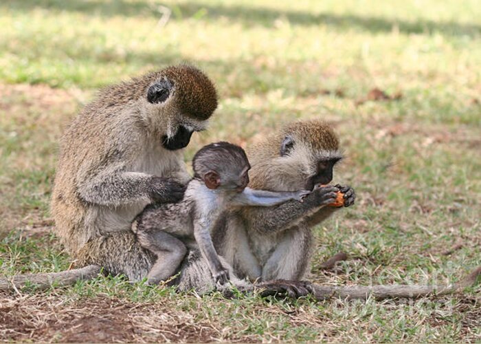 Vervet Monkey Greeting Card featuring the photograph I want some by Liz Leyden