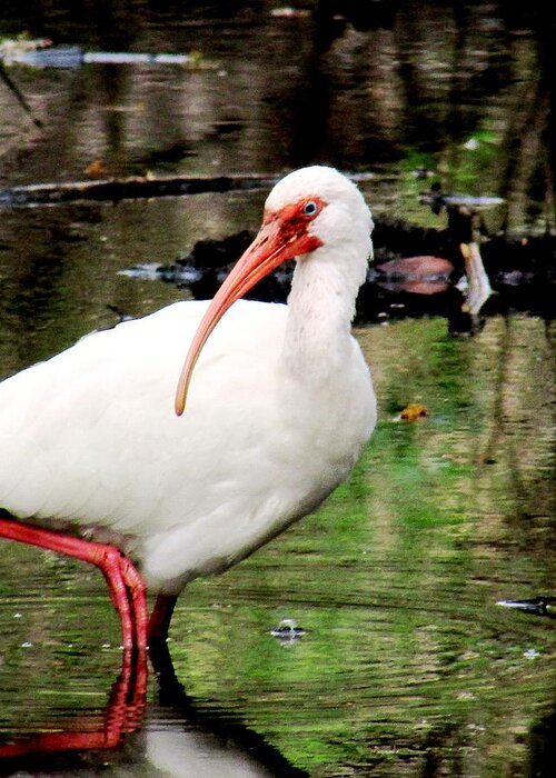 Ibis Greeting Card featuring the photograph Ibis by Will Boutin Photos
