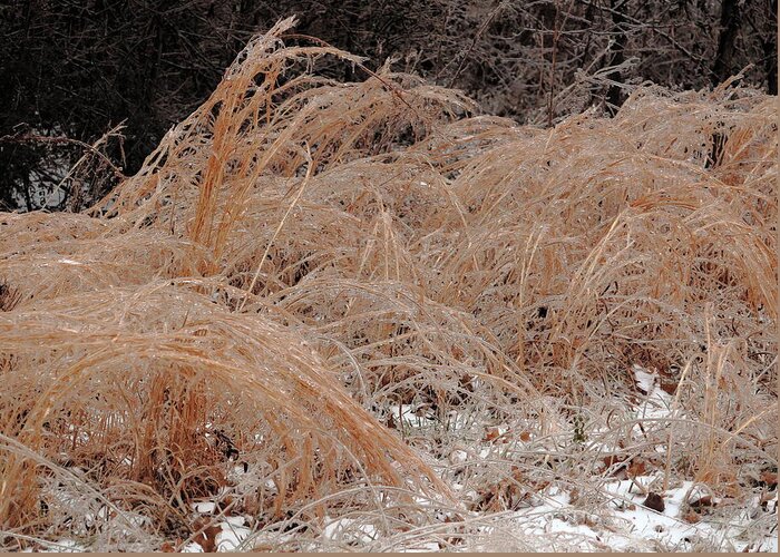 Ice Greeting Card featuring the photograph Ice And Dry Grass by Daniel Reed