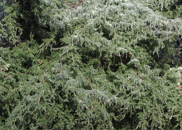 Ice Greeting Card featuring the photograph Ice On Eastern Red Cedar by Daniel Reed