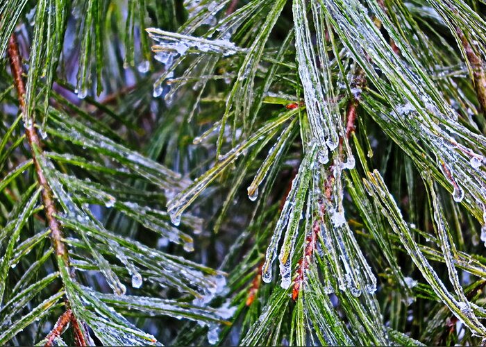 Ice Greeting Card featuring the photograph Ice On Pine Needles by Daniel Reed