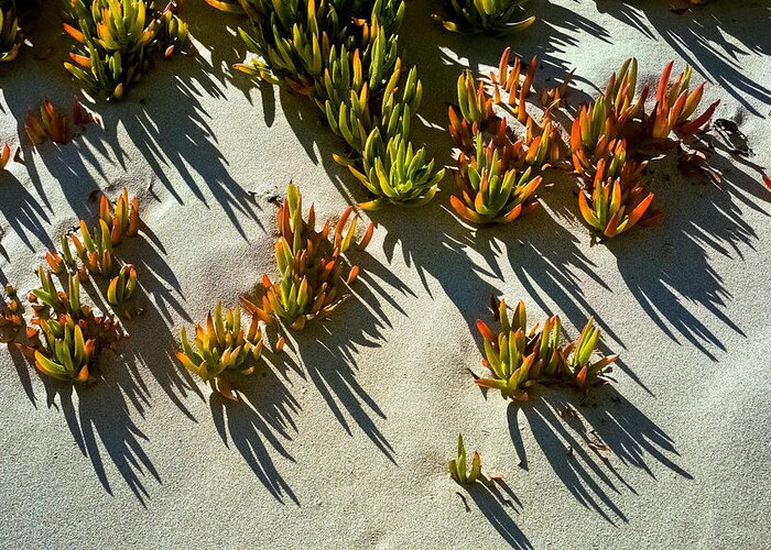 Succulents Greeting Card featuring the photograph Ice plant in sand by David Smith