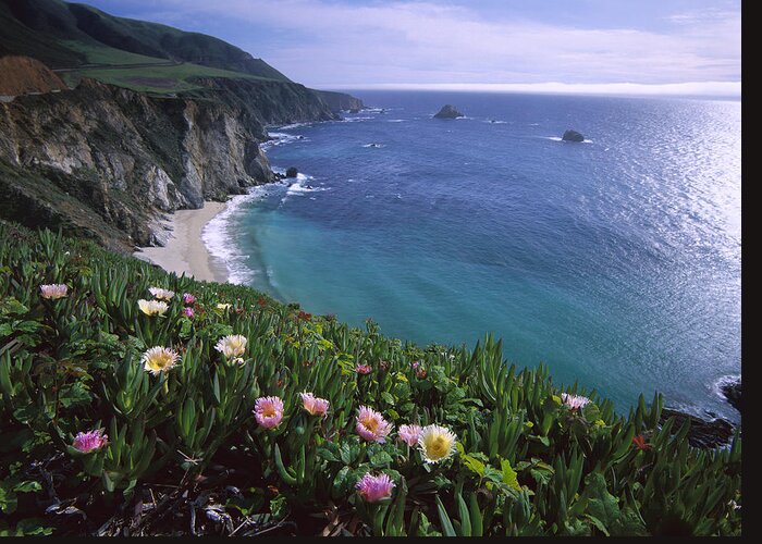 00174725 Greeting Card featuring the photograph Ice Plants on Big Sur Coast by Tim Fitzharris
