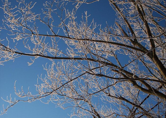 Branches Greeting Card featuring the photograph Ice Storm Branches by Michelle Miron-Rebbe