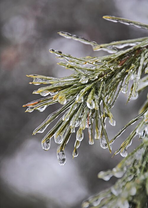 Ice Storm Greeting Card featuring the photograph Ice Storm Remnants ll by Theo OConnor