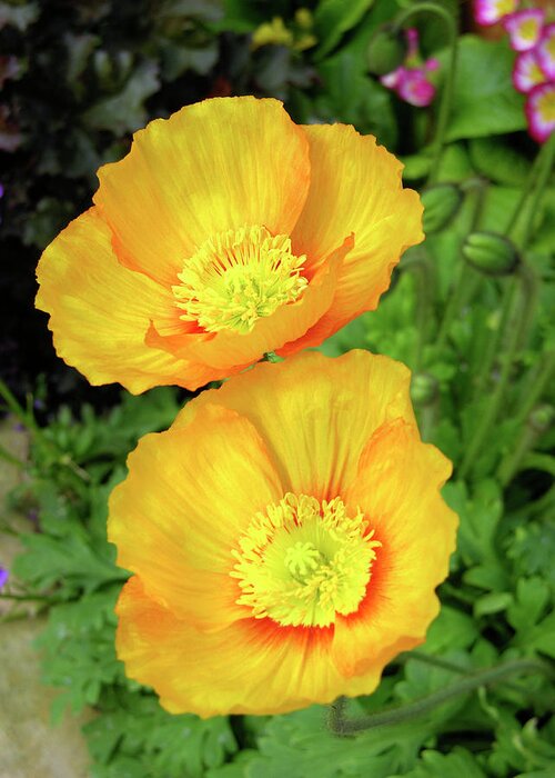 Papaver Nudicaule Greeting Card featuring the photograph Iceland Poppies (papaver Nudicaule) by Tony Craddock/science Photo Library