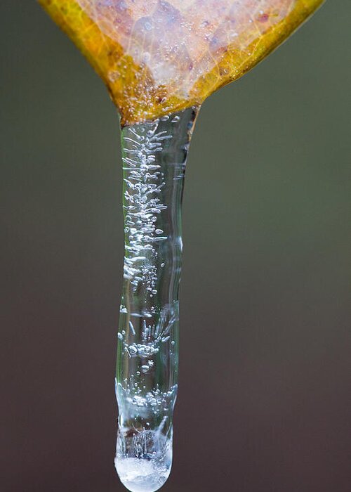 Ice Greeting Card featuring the photograph Icicle on Greenbrier Leaf by Steven Schwartzman