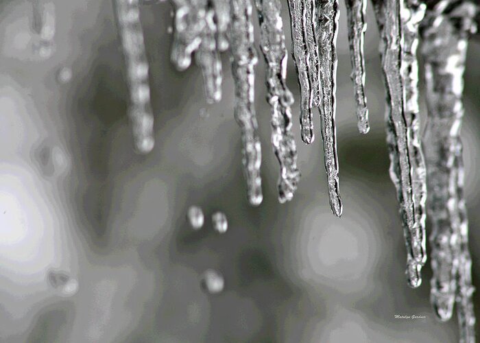  Greeting Card featuring the photograph Icicles by Matalyn Gardner