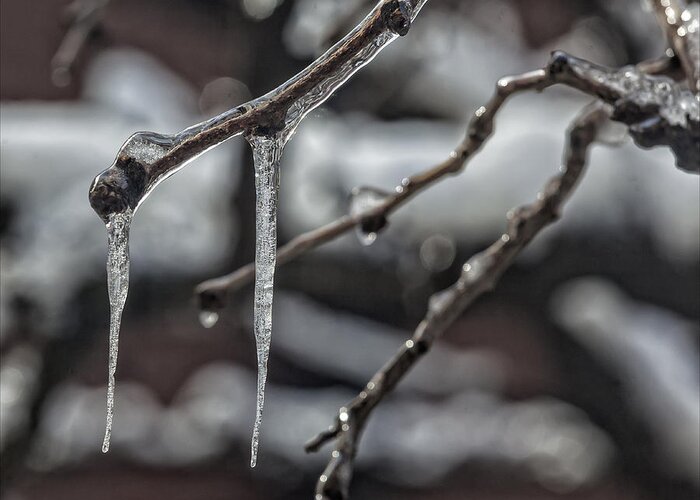 Icicles On Branch Greeting Card featuring the photograph Icicles on Branch by Robert Ullmann