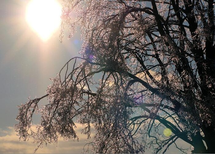 Ice Covered Trees Greeting Card featuring the photograph Icy sunburst by Douglas Pike