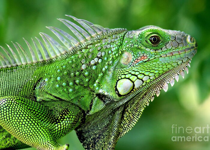 Nature Greeting Card featuring the photograph Iguana by Francisco Pulido