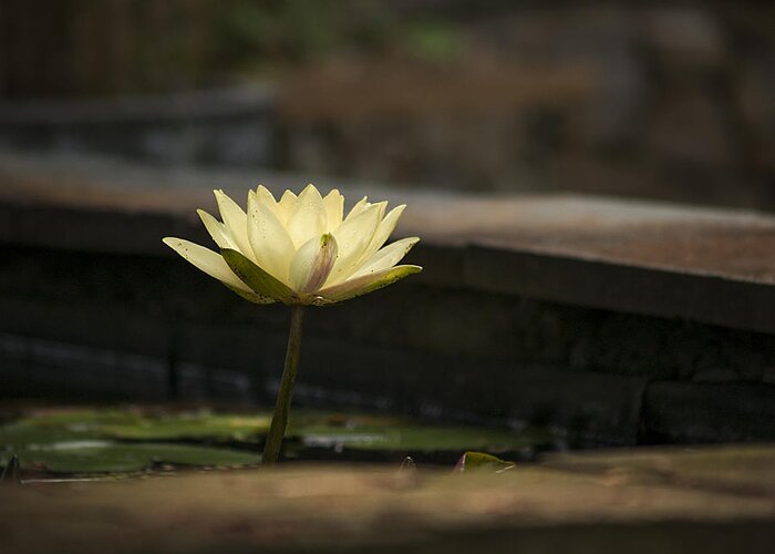 Water Lily Greeting Card featuring the photograph Illuminated Water Lily by Andy Smetzer