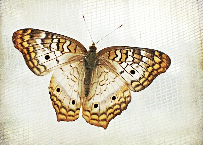 Butterfly Photograph Greeting Card featuring the photograph Illuminated Wings by Lupen Grainne