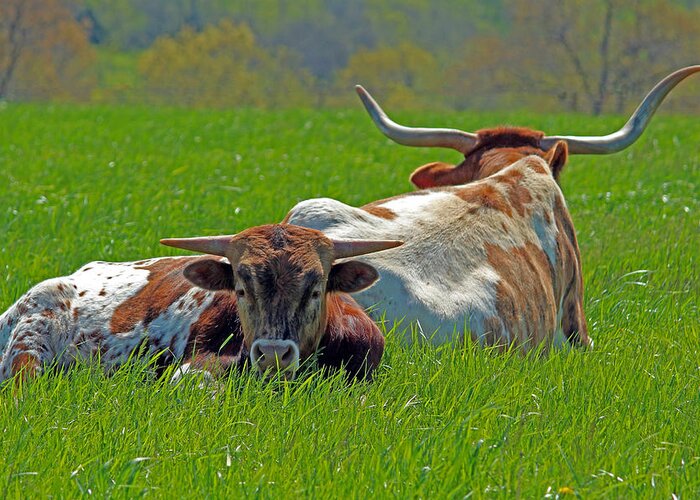 Longhorn Greeting Card featuring the photograph I'm Just a Baby by Lynn Sprowl