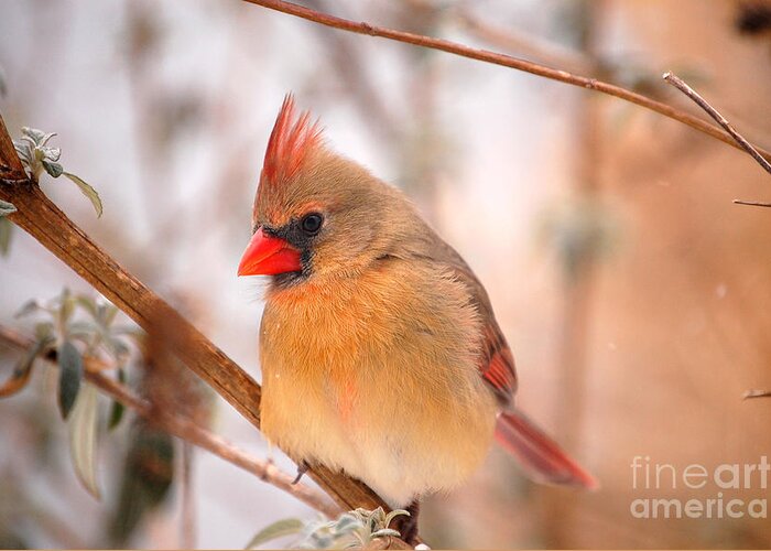 Landscape Greeting Card featuring the photograph Im Just As Pretty Female Cardinal Bird by Peggy Franz
