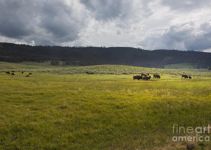 Buffalo Greeting Card featuring the photograph Imagine by Belinda Greb