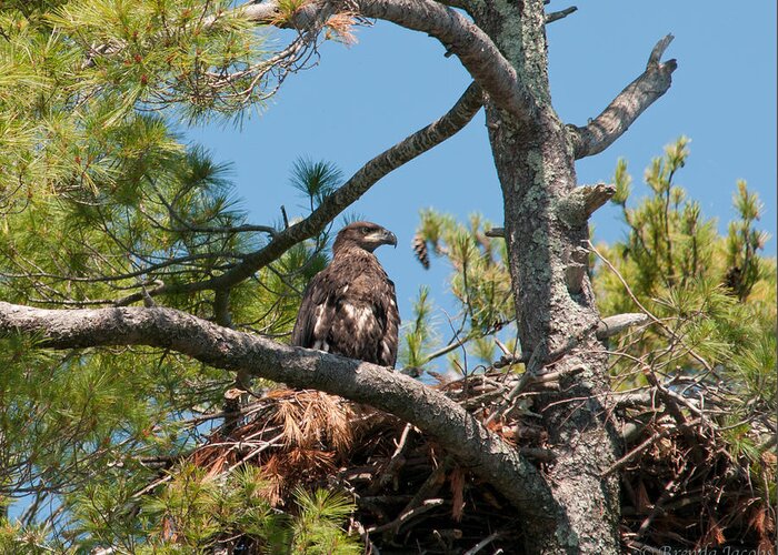 Bald Eagle Greeting Card featuring the photograph Immature Bald Eagle by Brenda Jacobs