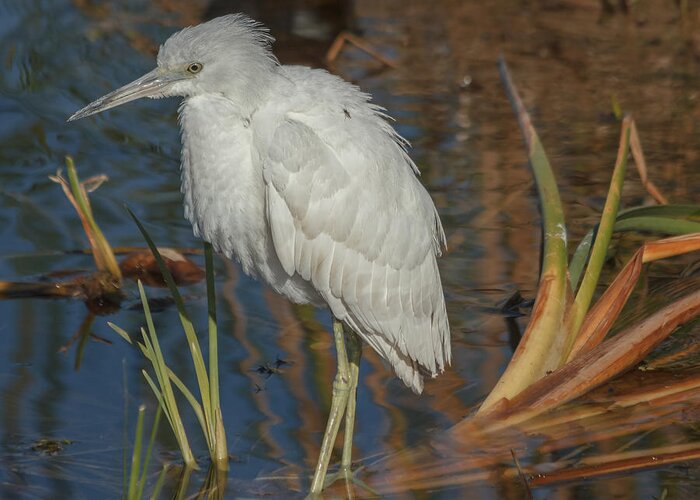 Florida Greeting Card featuring the photograph Immature little blue heron by Jane Luxton