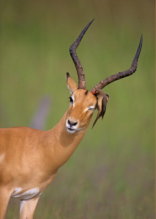Aepyceros Melampus Greeting Card featuring the photograph Impala And Oxpecker by Dr P. Marazzi/science Photo Library