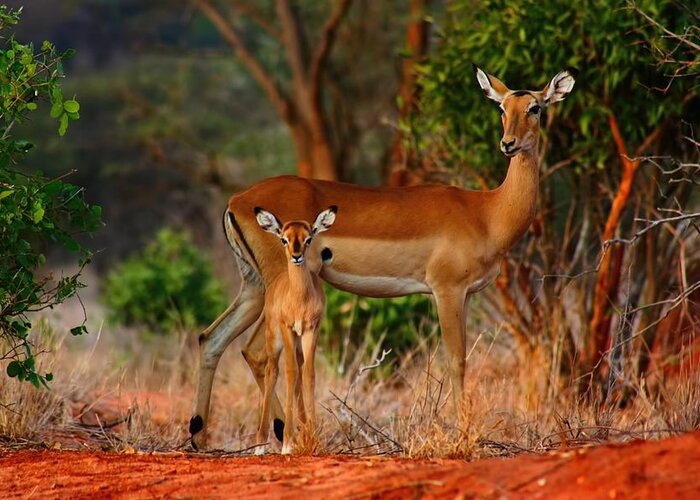Baby Impala Greeting Card featuring the photograph Impala and young by Amanda Stadther