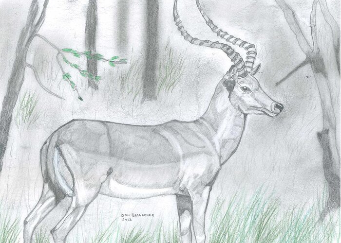 Impala Antelope Greeting Card featuring the drawing Impala Antelope by Don Gallacher