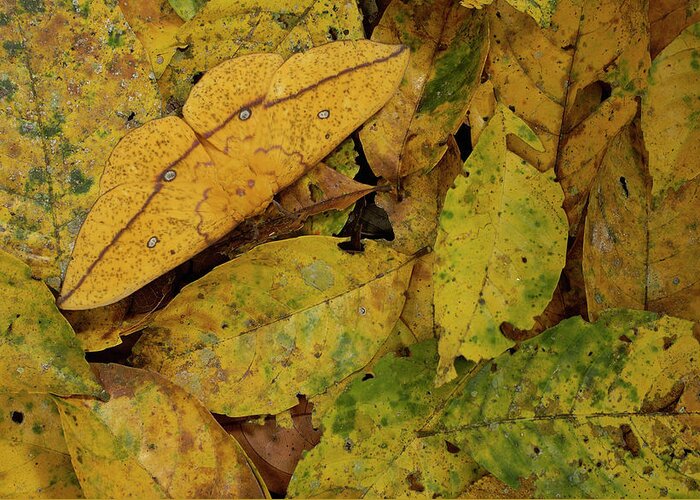 00217068 Greeting Card featuring the photograph Imperial Moth Camouflaged in Leaf Litter by Pete Oxford