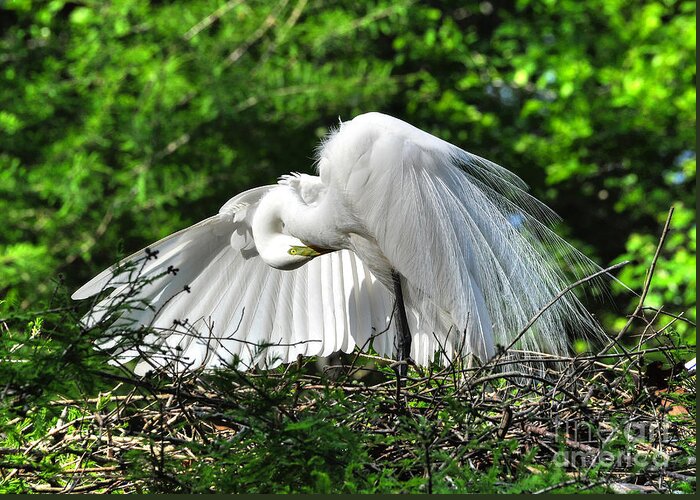 Egret Greeting Card featuring the photograph In All His Glory by Kathy Baccari