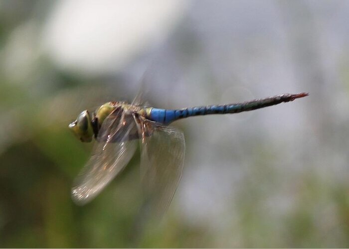Dragonfly Greeting Card featuring the photograph Dragonfly In Flight by Lora Tout