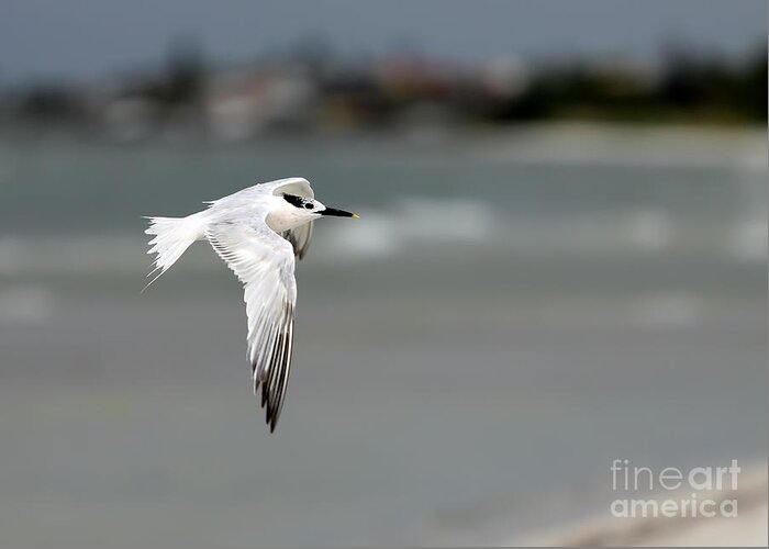  Anna Maria Island Greeting Card featuring the photograph In Flight by Rick Kuperberg Sr
