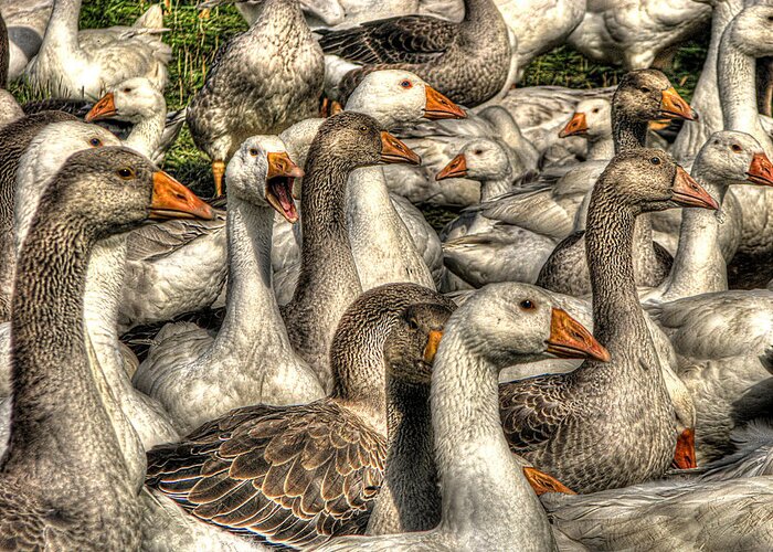 Geese Greeting Card featuring the photograph In My Humble Opinion by William Fields