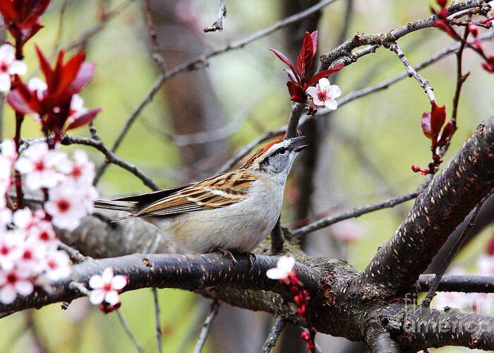 Chipping Sparrow Greeting Card featuring the photograph In Song by Trina Ansel