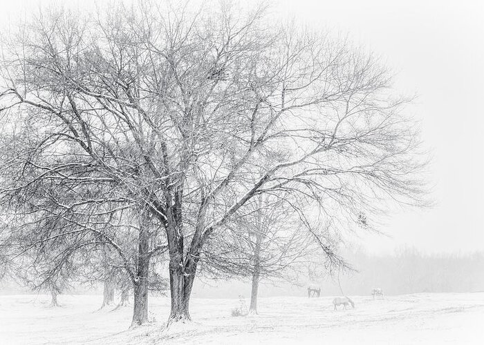 Black And White Landscape Photography Greeting Card featuring the photograph In the Cold by David Waldrop