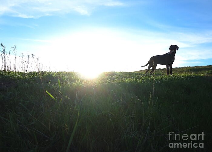 Dog Greeting Card featuring the photograph In the Field by Paul Foutz