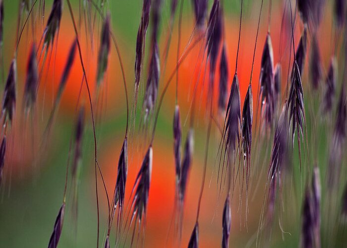 Abstract Greeting Card featuring the photograph In the Meadow by Heiko Koehrer-Wagner