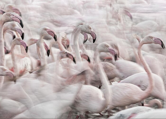 Flamingos Greeting Card featuring the photograph In The Pink Transhumance by Martine Benezech
