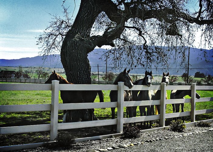 Horse Greeting Card featuring the digital art In the Shade by Janice OConnor